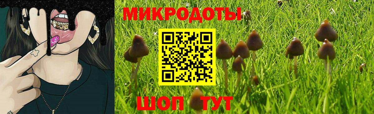 Галлюциногенные грибы Psilocybe Кореновск
