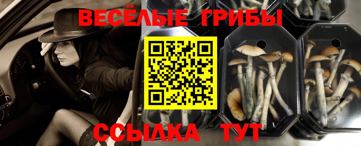 Кореновск  Галлюциногенные грибы Cubensis  Вход с VPN 
